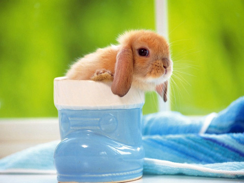 Baby bunnies in 2024 cups